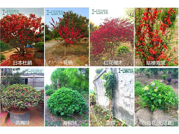 苗木的生產(chǎn)與銷(xiāo)售